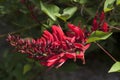 Red flower stem of a Erythrina x bidwillii tree Royalty Free Stock Photo